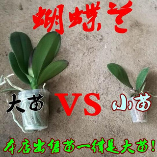 御春阁蝴蝶兰花苗盆栽室内观花植物桌面阳台年宵花卉四季开花绿植花卉 大富贵蝴蝶兰+透明原盆+原土