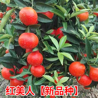 玥缪 红美人新品种 砂糖橘树苗 3年嫁接苗