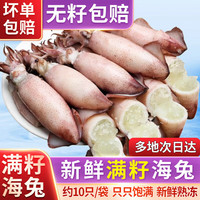 龙味福海兔子满籽笔管鱼鲜活冷冻海鲜籽乌章鱼新鲜墨鱼仔小鱿鱼乌贼 满籽海兔 2斤【划算】