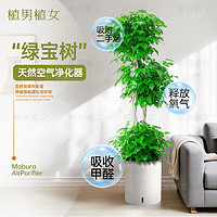 植男植女 幸福树 三层 1.4-1.6m 绿植盆栽