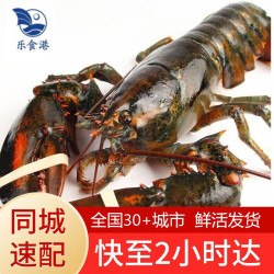 乐食港 波士顿鲜活大龙虾 3.8-4斤/只