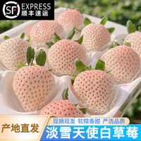 芒无双当季淡雪天使白草莓日本引进高端品种新鲜白雪公主甜 拍2合发1件 高端淡雪草莓 1盒250G+ 20粒装净重240G+