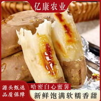 京地达 冰糖心白蜜薯 香甜软糯 4.5斤 中大果 根茎类蔬菜