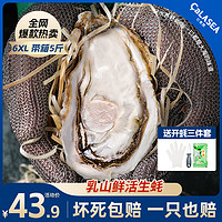 乳山生蚝鲜活乳山牡蛎 带箱5斤装 6XL带箱5斤