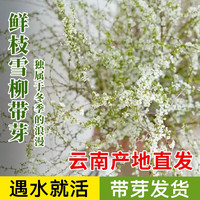 移动端、京东百亿补贴：篱趣 雪柳鲜枝带芽花苞水培植物切枝水养花卉鲜切雪柳60-75CM