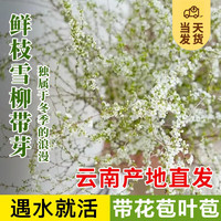 开时果 雪柳鲜枝带花苞 水培鲜花室内干枝植物水养开花卉插花盆栽 【带花苞叶苞】60-80cm鲜枝10枝 （加赠 保鲜剂）