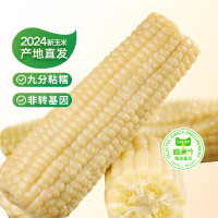 88VIP:喵满分 精选鲜白糯玉米 220g*8根