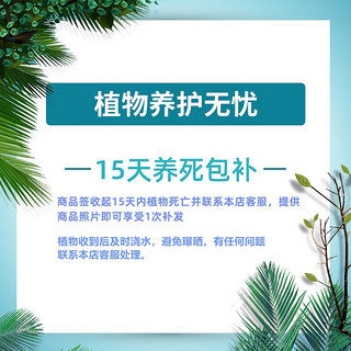 沭之美漳州水仙种球室内水培花卉阳台绿植盆栽耐寒水仙花 漳州水仙种球4个 不含盆