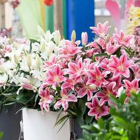 沭之美漳州水仙种球室内水培花卉阳台绿植盆栽耐寒水仙花 百合种球1个颜色+加仑盆+土