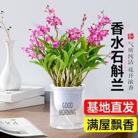 香水石斛兰盆景带花室内植物花卉客厅办公桌面绿植好养活四季开花