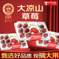 春福乐【JD/】大凉山99红颜奶油草莓 多地次日达新鲜水果年货盒 精选中果【1盒装15枚】