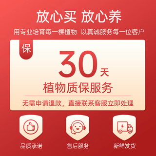 大吉利红如意皇后中国红粗肋草土培水培植物四季好养易活花卉盆栽