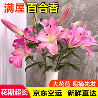 百合 吉米鹿 香水百合花束 A级粉色10朵+送2朵