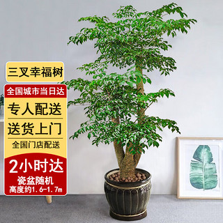 芙洛拉花园发财树绿萝金钱树散尾葵天堂鸟大型绿植室内开业乔迁 三叉幸福树+常春藤