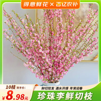 移动端、京东百亿补贴：篱趣 水培珍珠李鲜切枝樱花鲜花室内插花水养绿植花卉 10枝珍珠李70-80CM