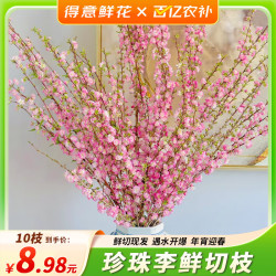 篱趣 水培珍珠李鲜切枝樱花鲜花室内插花水养绿植花卉 10枝珍珠李70-80CM