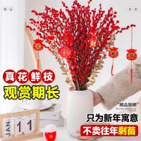 京佳乐 招财银柳 中国红 45cm*20支