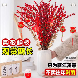 京佳乐 招财银柳 中国红 45cm*20支