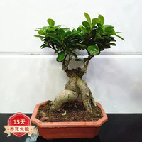 蝴蝶之舞 榕树  方盆粗根(25厘米左右高) 原土发货