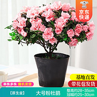 KaiShiguo Plants 开时果 杜鹃花盆栽（带花苞发货）四季开花苗室内花卉绿植鲜花植物盆景 大号粉色+原生袋（28-35cm）