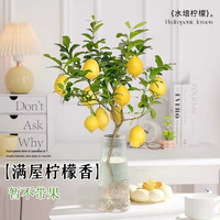 临雅水培植物香水柠檬树盆栽花卉室内花可食用办公室桌面秋冬好养绿植 单发植物-香水柠檬1棵+营养液