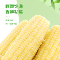 PLUS会员:珍谷诱惑 东北白糯玉米 10支*200g