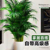 散尾葵植物盆栽室内大型绿植客厅办公室落地凤尾竹盆景天堂鸟花卉