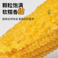 麦益卡东北甜糯黄玉米棒真空包装黏玉米棒黄糯苞米新鲜白玉米大棒
