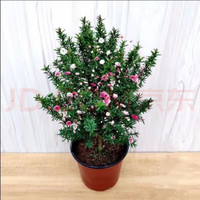 绘枫屿澳洲松红梅盆栽 超长花期 耐寒花卉绿植一树多色阳台庭院 松红梅高25厘米带花苞一盆 不含盆