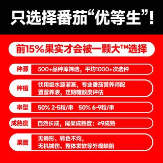 【一颗大】玲珑串番茄樱桃串茄小西红柿新鲜自然熟水果1kg/盒 玲珑串番茄（1kg*1盒）