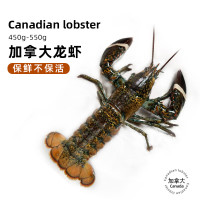 鲜京采 加拿大龙虾 450-550g/只 保鲜不保活