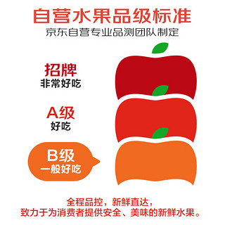 鑫果伴大凉山雷波脐橙 8-9斤 单果200g+ 源头直发