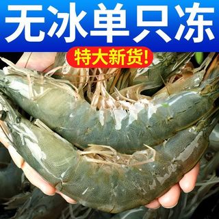 北海湾气冻虾无冰特大青岛大虾鲜活冷冻新鲜青虾液氮海鲜水产