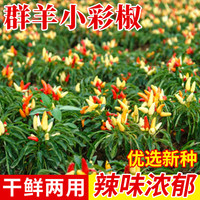 种菜记多彩小尖椒种子泡椒肉厚朝天椒辣椒种子观赏五彩辣椒籽春季小彩椒 群羊小彩椒1克