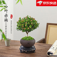 移动端、京东百亿补贴：八芽 小叶赤楠盆景 舍得紫砂盆+苔藓+底座