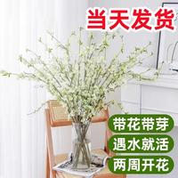 重瓣雪柳干枝支鲜枝水养插花水培植物鲜花卉室内盆栽绿植龙柳好活