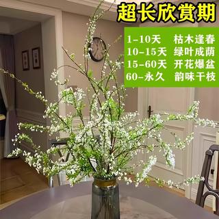 重瓣雪柳干枝支鲜枝水养插花水培植物鲜花卉室内盆栽绿植龙柳好活