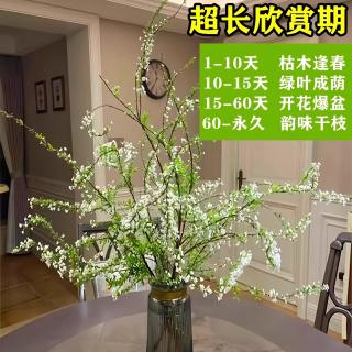 芊诗语 重瓣雪柳当季鲜枝 水培 精品雪柳50cm*10支
