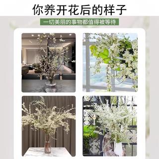 重瓣雪柳干枝支鲜枝水养插花水培植物鲜花卉室内盆栽绿植龙柳好活