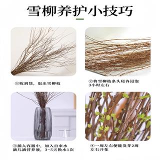 重瓣雪柳干枝支鲜枝水养插花水培植物鲜花卉室内盆栽绿植龙柳好活