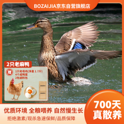 BOZAIJIA 波仔家 洪湖老麻鸭 2.3斤×2只 散养700天 新鲜现杀 +赠1只鸡