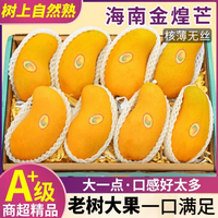 鲜其海南金煌芒水仙大芒果当季新鲜热带芒果整箱水果中秋礼盒装 10斤精选装