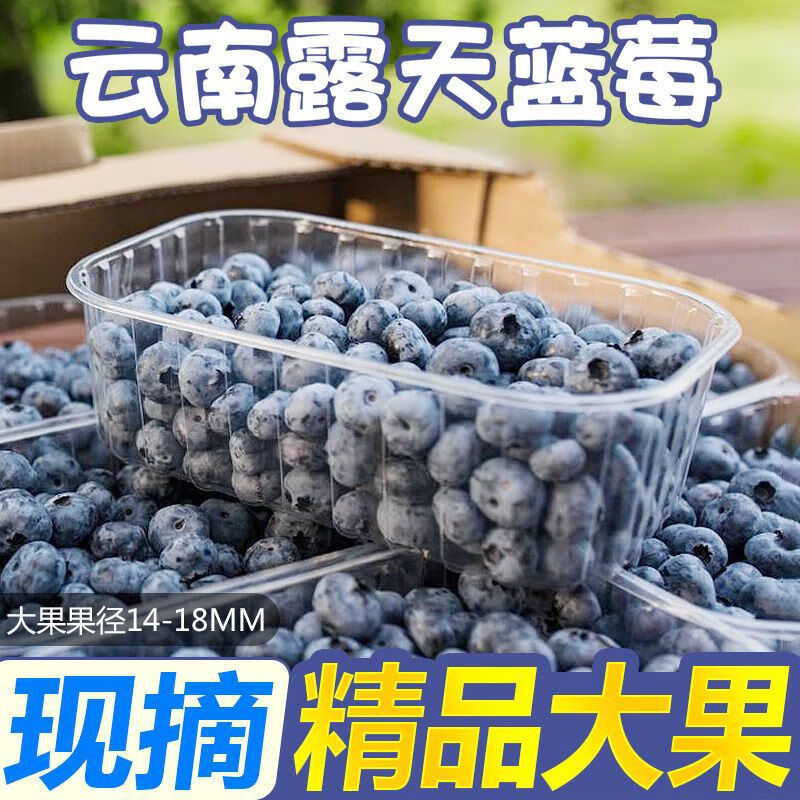 满范源国产L25蓝莓20mm特大果空运次日达新鲜水果年货节送礼盒  果径约14mm+优选中果