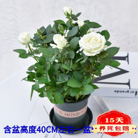歆妍 带花苞玫瑰花盆栽 钻石玫瑰四季开花观花绿植室内阳台庭院带盆栽好四季开花 冰清玉洁