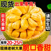 有鲜气海南菠萝蜜 黄肉新鲜热带水果波萝蜜当季一整个干苞 30年老树菠萝蜜 10-15斤【今日下单速发】