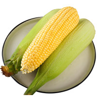 静益乐源 新鲜云南水果玉米 9斤装