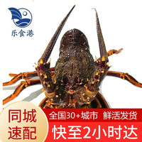 乐食港 澳龙鲜活大龙虾 2.4-2.6斤/只