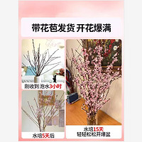 移动端、京东百亿补贴：爱你一万年 桃花枝 水培植物 10支60-70cm 带花苞鲜切花卉