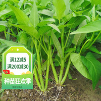 种菜记三叉空心菜种子大叶空心菜种籽四季春季秋季播阳台盆栽菜籽蔬菜籽 三叉空心菜种子20克