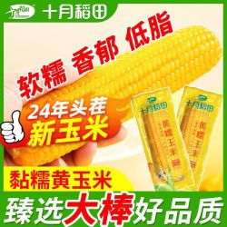 SHI YUE DAO TIAN 十月稻田 黄糯玉米  东北大棒粘玉米 黄糯香糯 真空锁鲜装 8根